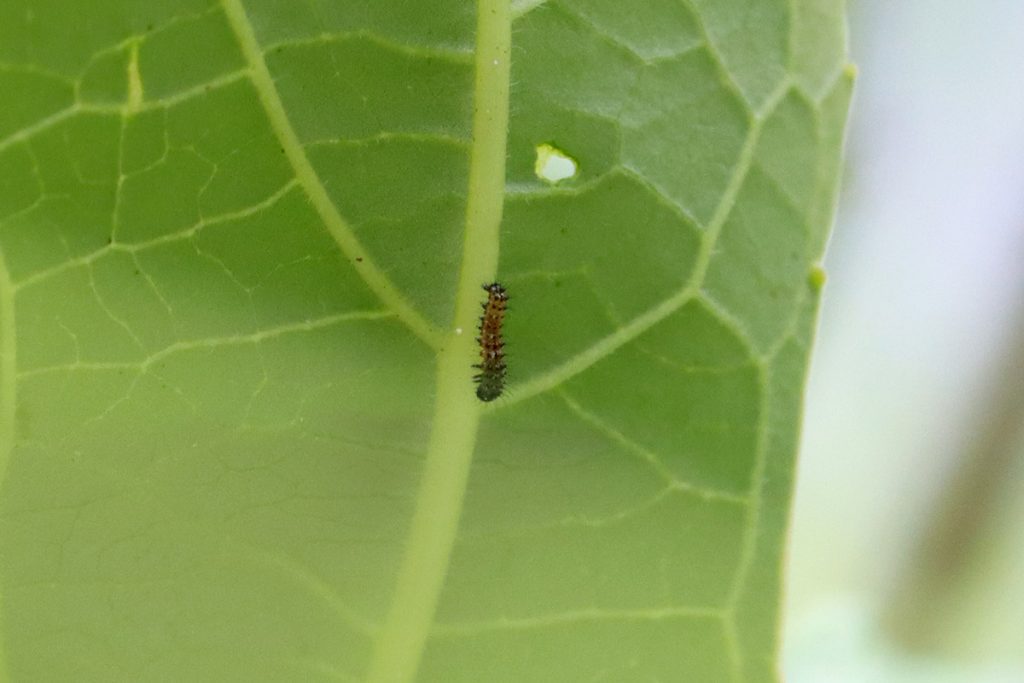 Newly hatched, first instar gulf fritillary caterpillar near hole in leaf.