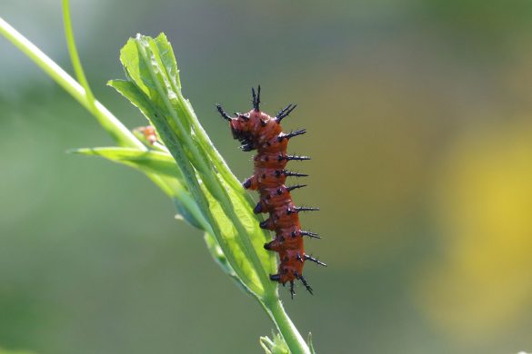 Third or fourth instar phase gulf fritillary caterpillar.