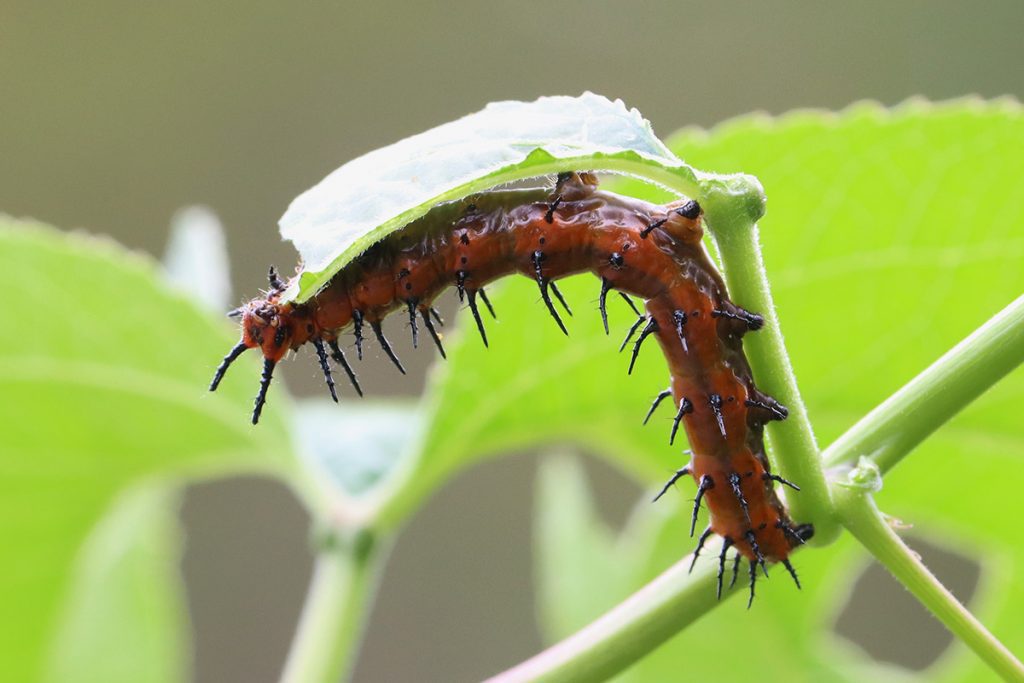 Fourth or fifth instar gulf fritillary caterpillar mows down a leaf.
