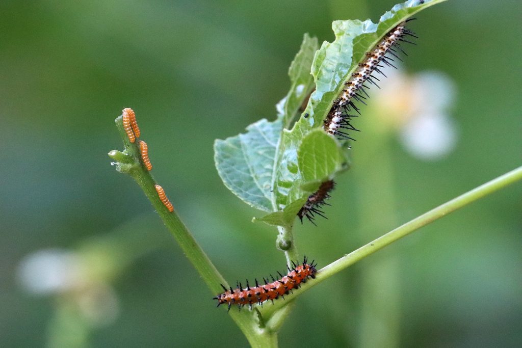 Multiple caterpillars on passionflower vine. The white ones are zebra longwings, the orange are gulf fritillaries.Multiple caterpillars on passionflower vine. The white ones are zebra longwings, the orange are gulf fritillaries.