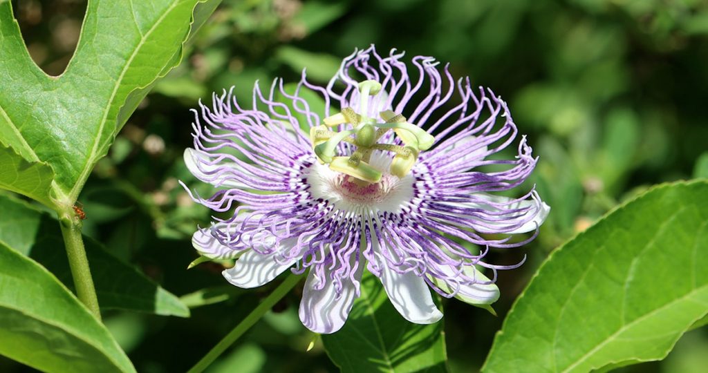 Passionflower (Passiflora sp.)