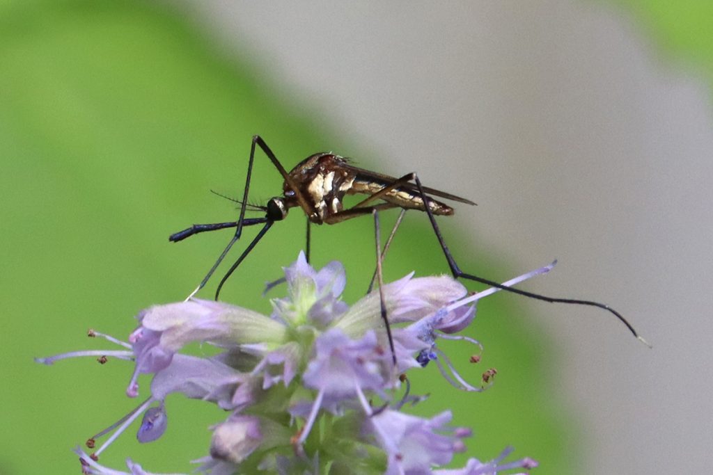 Elephant Mosquito (Toxorhynchites rutilus), a large, iridescent species of mosquito, on anise hyssop flower.