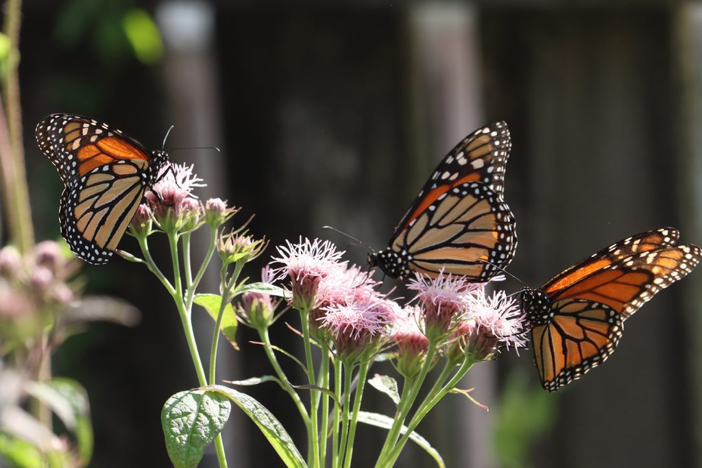 Multiple monarchs sip nectar from the pink blooms of Flyer's nemesis- Brickellia cordifolia.
