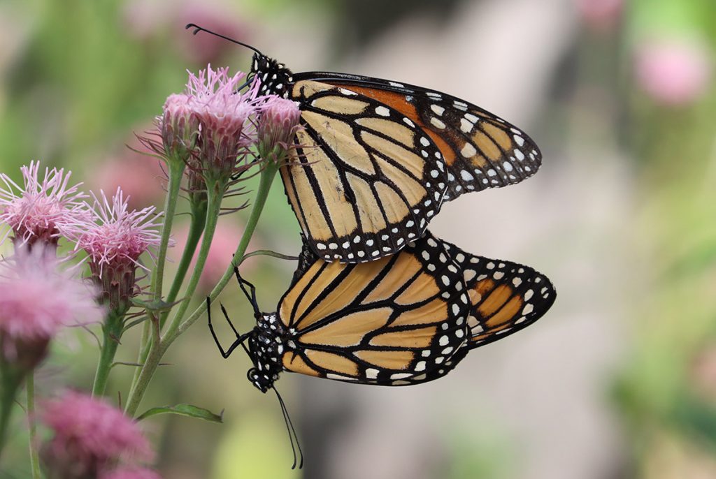 Monarch butterflies mate on a Brickellia plant.