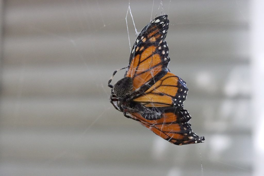 A monarch butterfly caught by a spider.