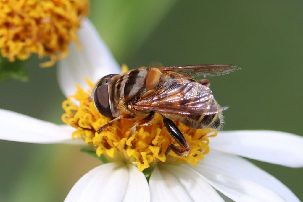Northern Plushback (Palpada vinetorum), a bee lookalike, or mimic, on Bidens alba.