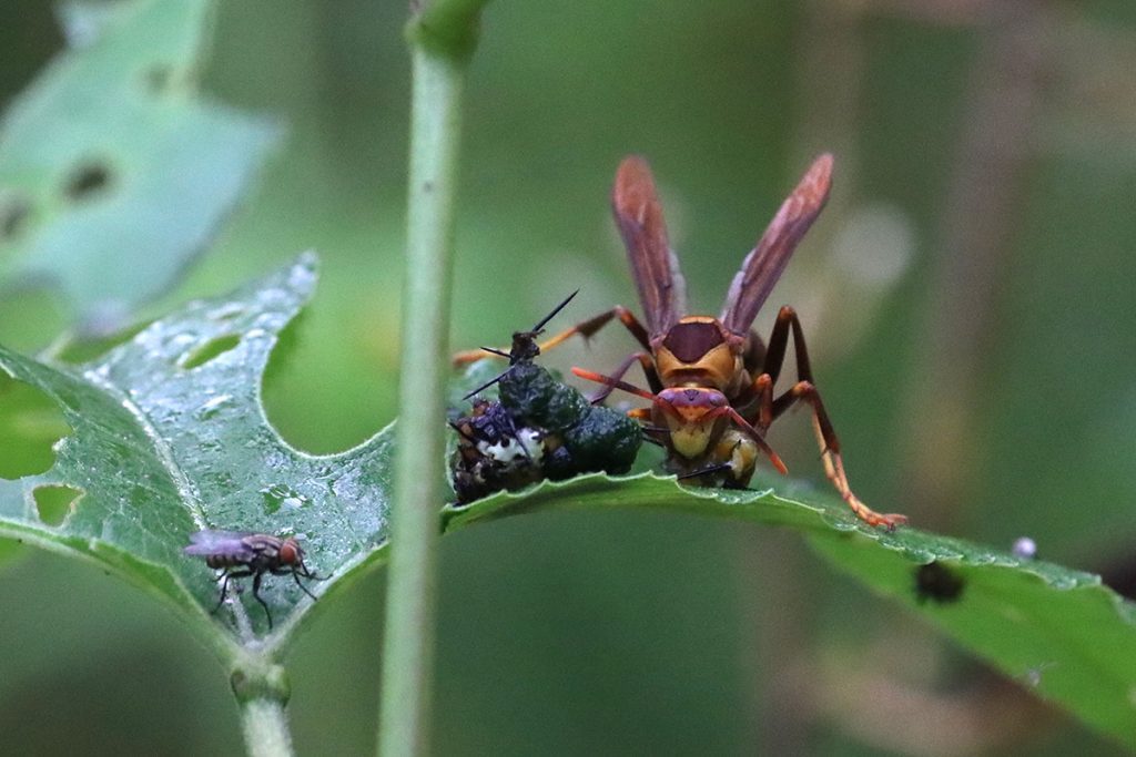 Red and yellow paper wasp chews up remains of a zebra longwing caterpillar.  A bit of the white skin of the caterpillar remains, but it is mostly a green pulp.