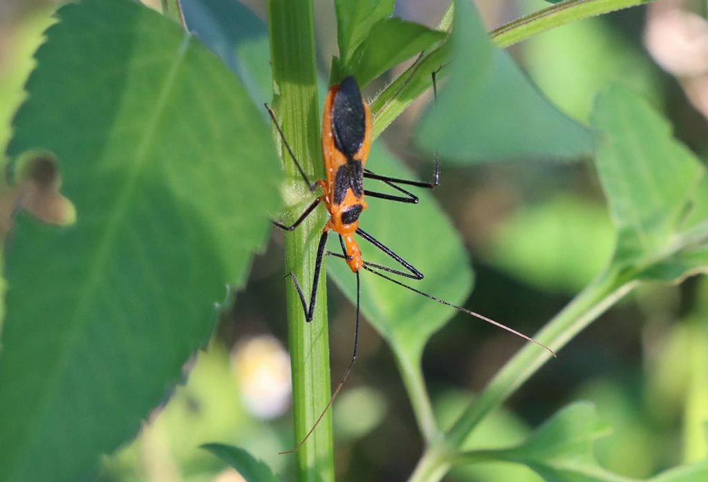 Milkweed assassin bug, a red and black predatory insect.