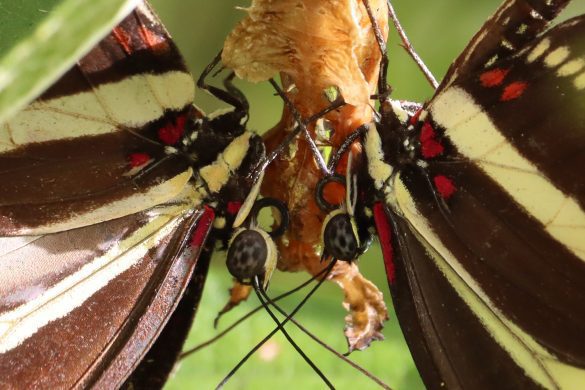 Two male zebra longwing butterflies await the female within this chrysalis.