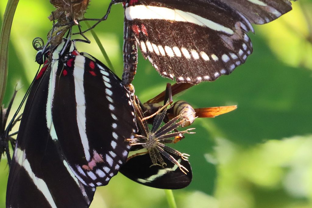 Paper wasp attacks mating zebra longwingbutterflies.