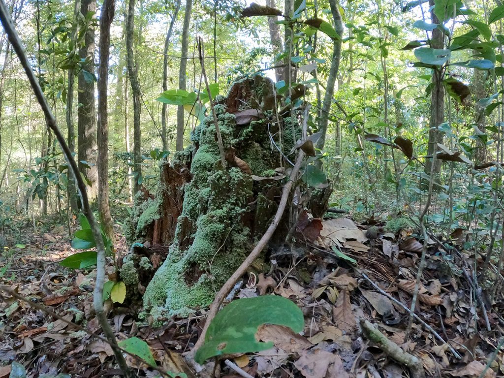 Moss covered stump, Timberlane Ravine Trail
