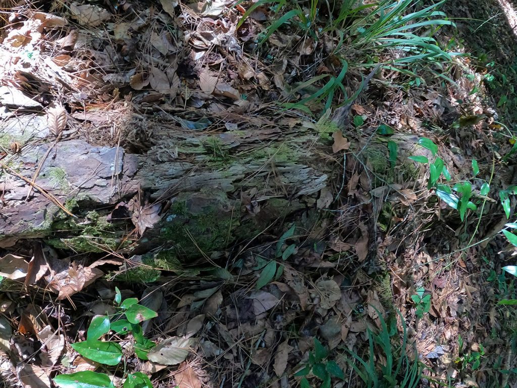 A highly decomposed log that is well on its way to becoming soil.