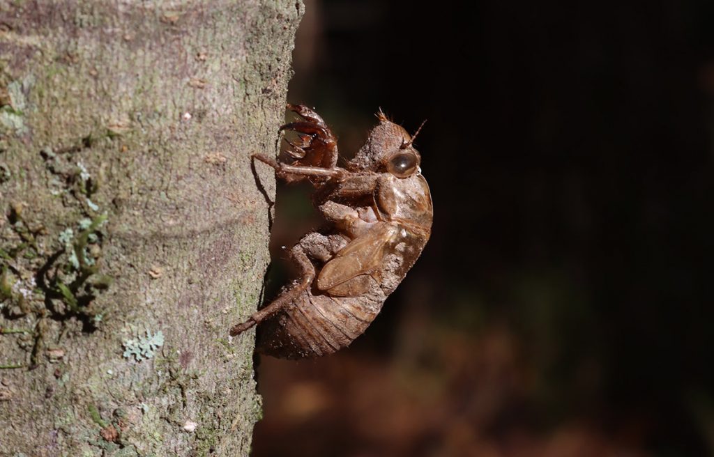 A cicada exuviae on a tree trunk.