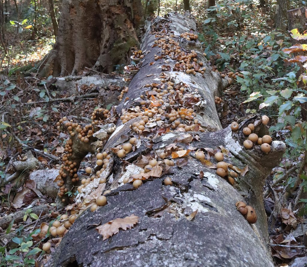 A fallen tree covered with what I think are pear-shaped puffballs (Lycoperdon pyriforme). November 2021.
