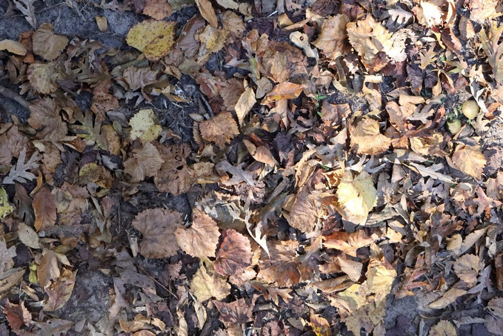 Leaf litter in Timberland Ravine. November 2021.