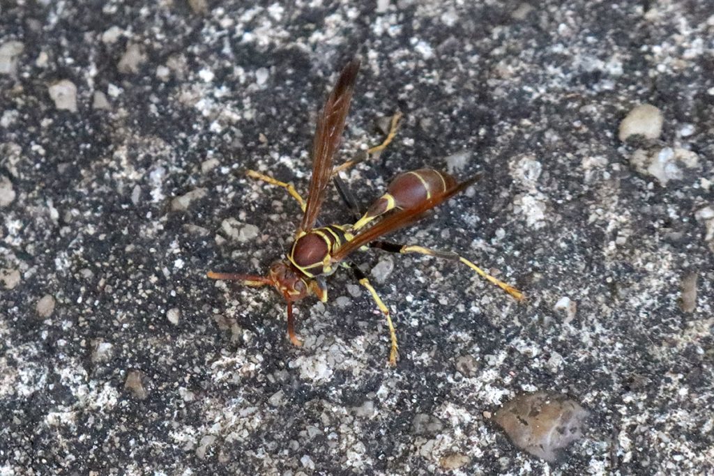 Mexican paper wasp (Mischocyttarus mexicanus)