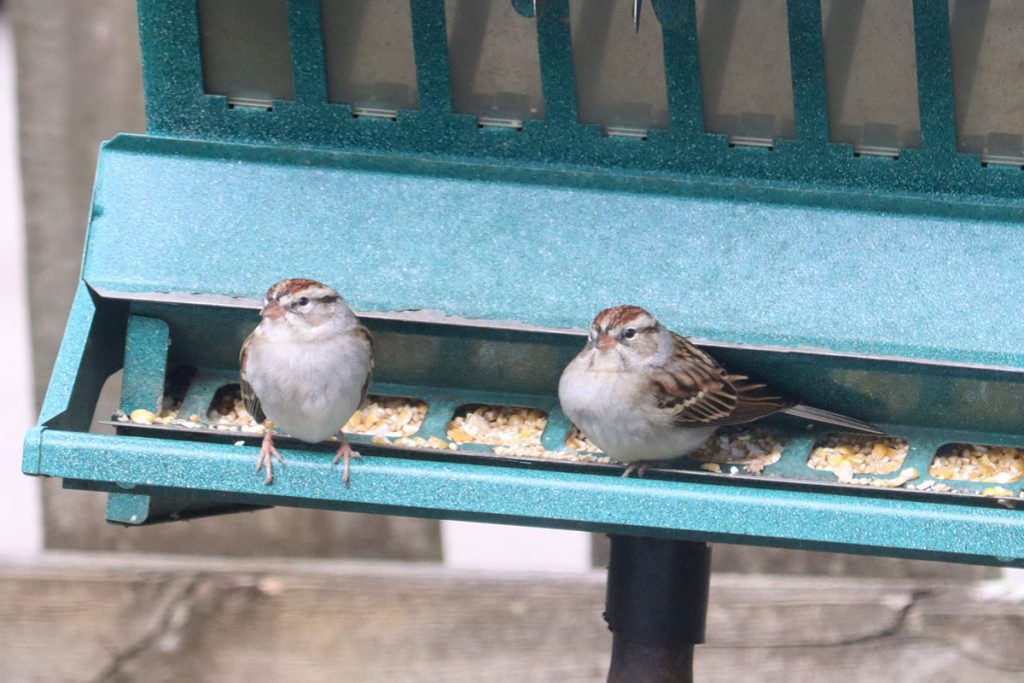 Chipping sparrows at the bird feeder.