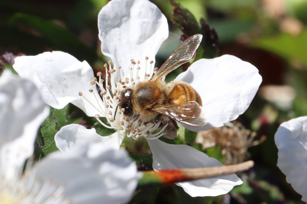 Honey bee on dewberry flower.