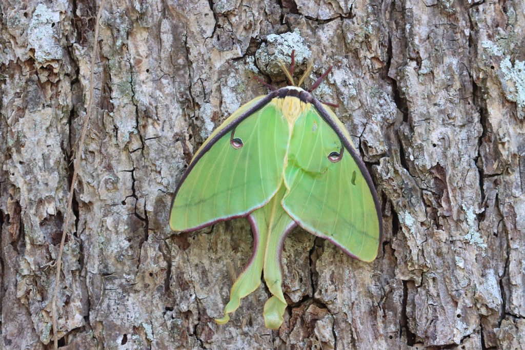 Luna moth (Actias luna) on the trunk of a pecan tree.