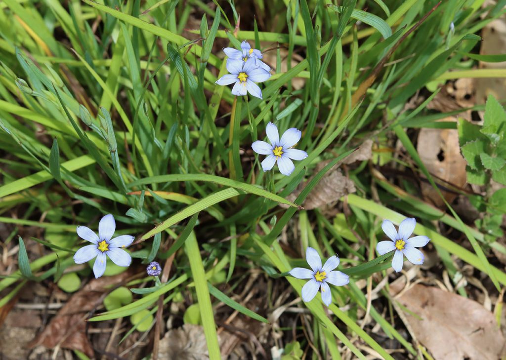 Small flowers on the end of what appears to be grass, blue eyed grass (Sisyrinchium) is not truely a grass.