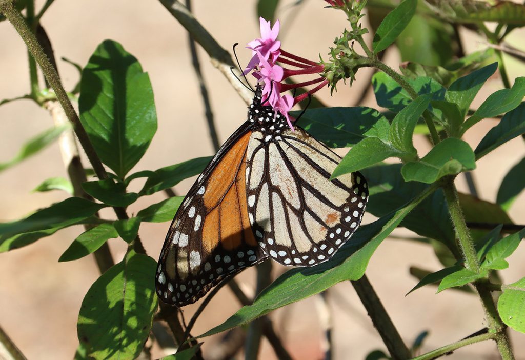 Monarch butterfly visits Pentas.