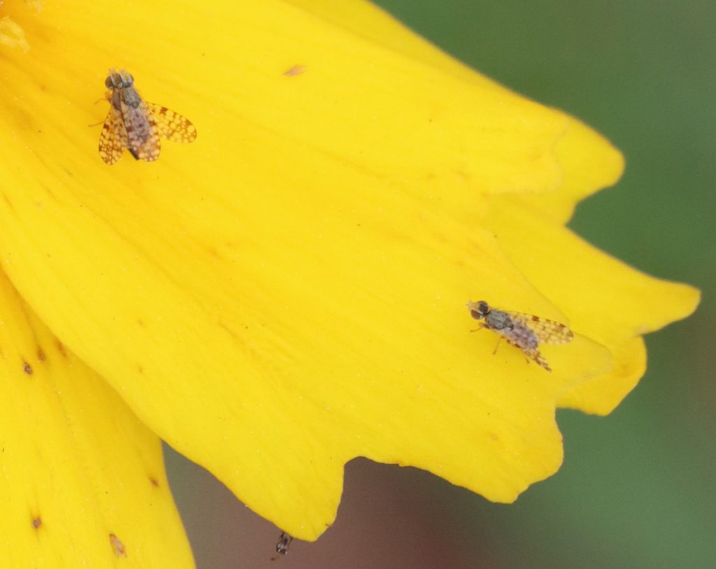A fruit fly in the Dioxyna genus, on the petal of a lance-leaved Coreopsis.