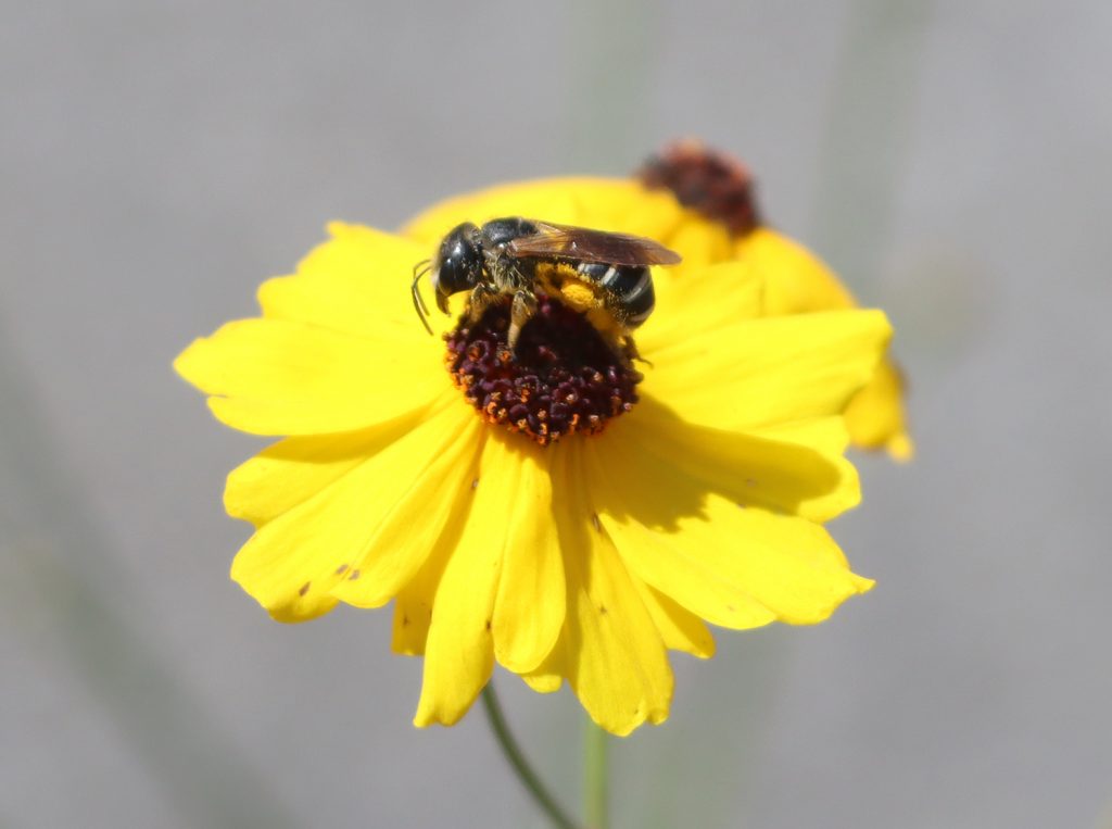 Poey's furrow bee Halictus poeyi) on Leavenworth's Coreopsis flower.