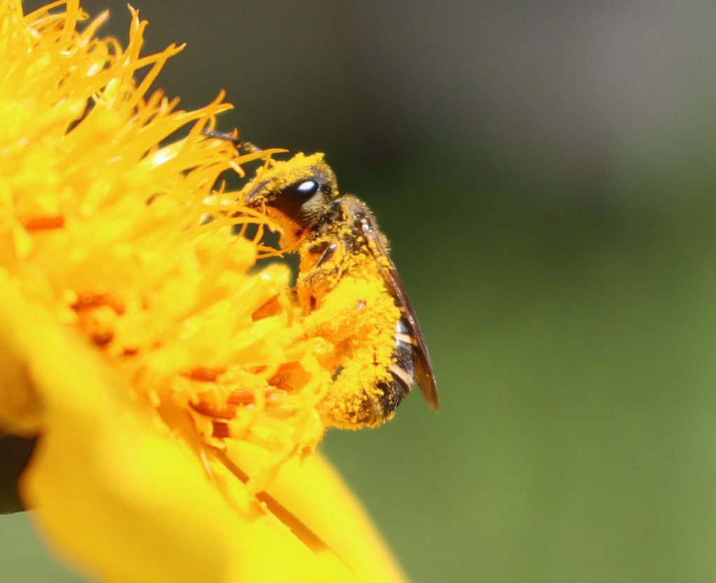 Pollen covered Poey's furrow bee on the larger flower of the lance-leaved Coreopsis.