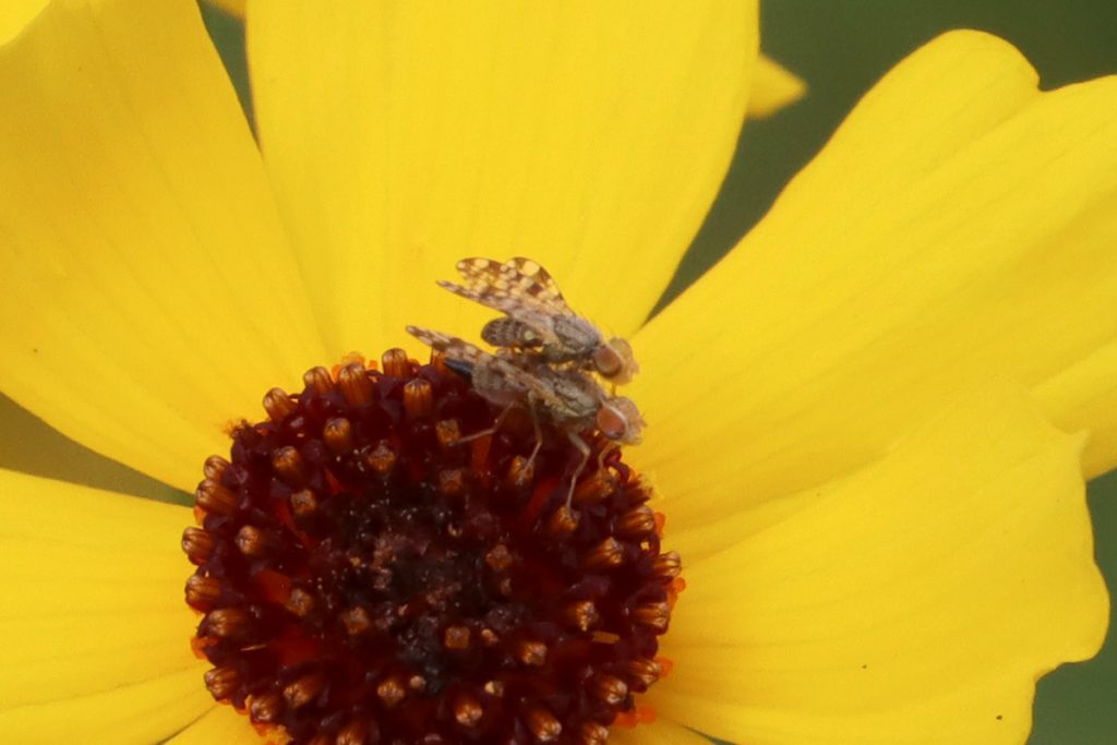 Mating pair of Dioxyna picciola, on Leavenworth's coreopsis.