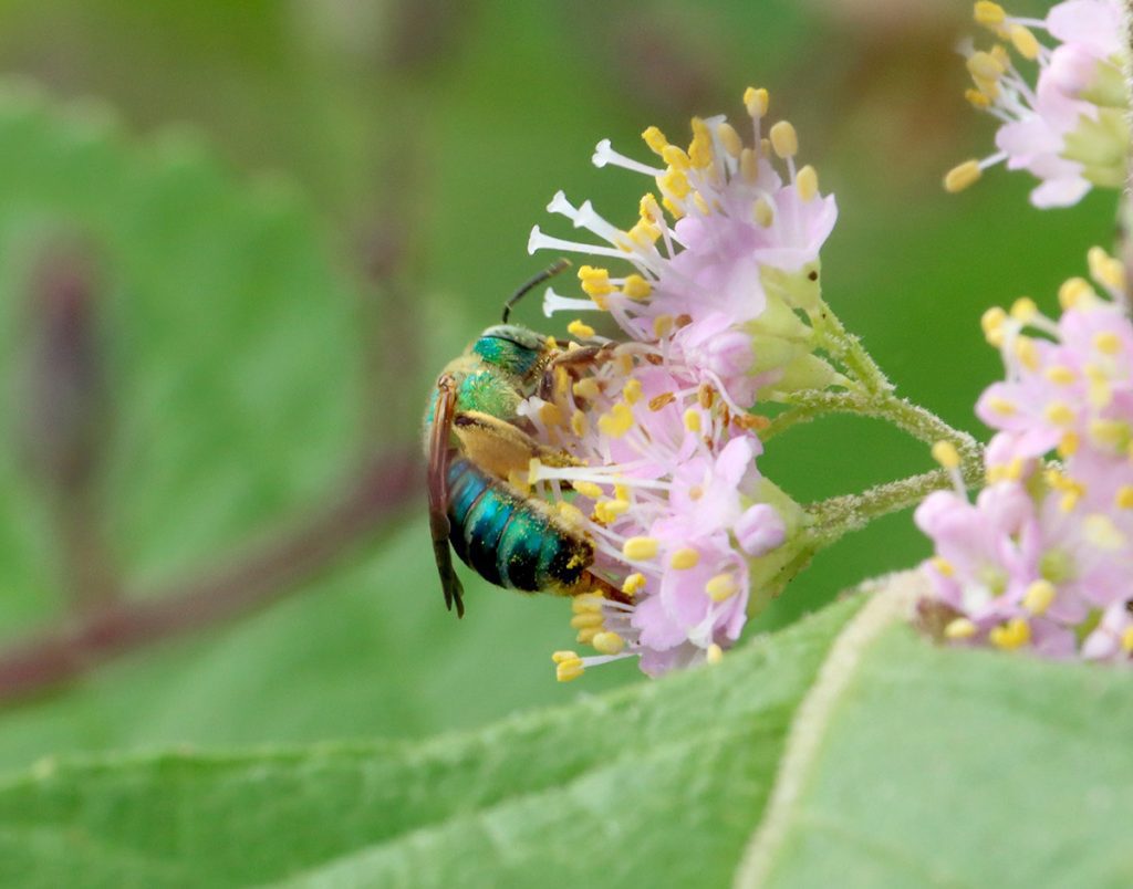 Female brown-winged striped sweat bee on beautyberry flower.