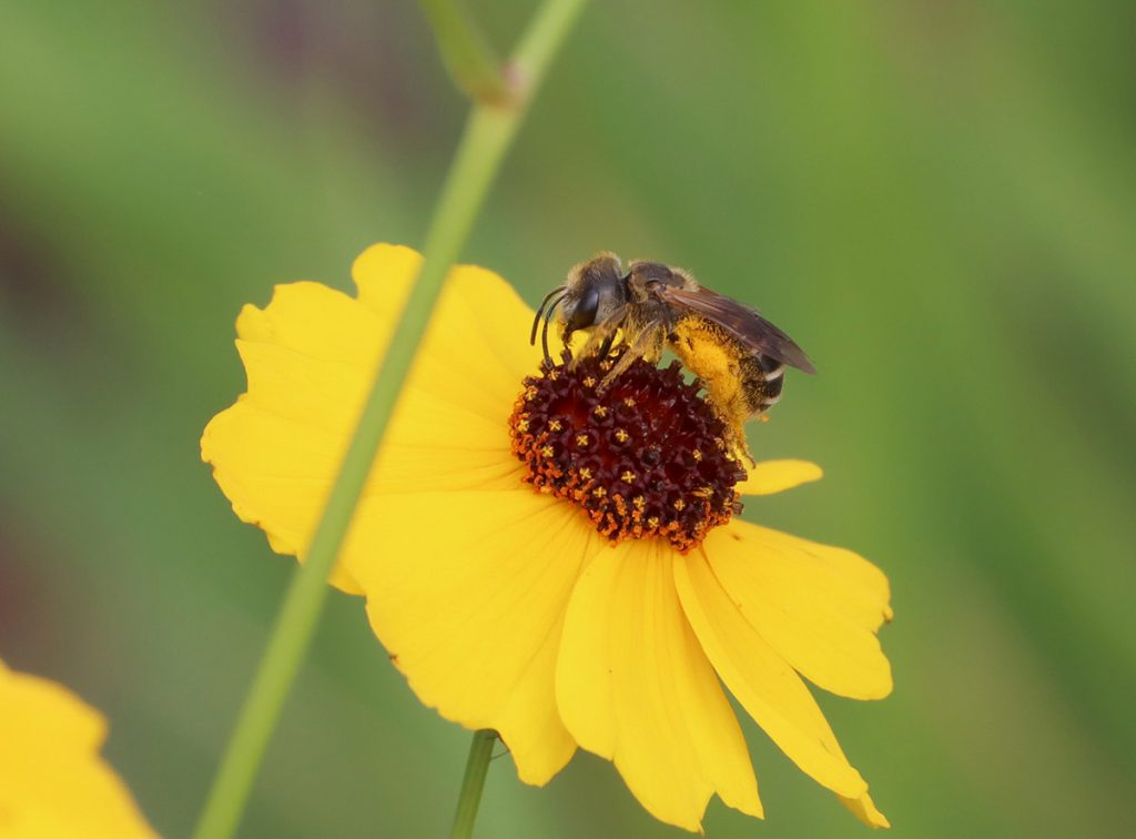 Poey's furrow bee on Leavenworth's Coreopsis.