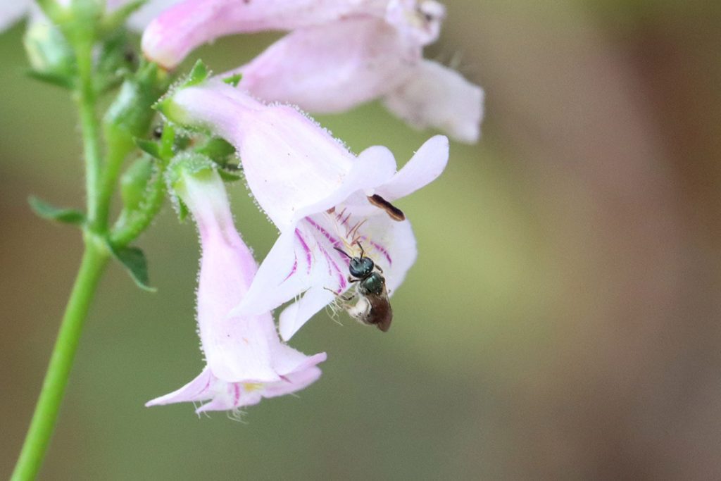 Sweat bee in the genus Lasioglossum, subgenus Dialictus, on a beardtongue flower.