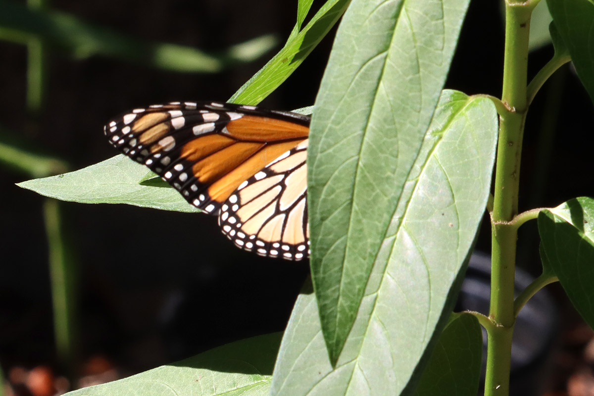 Monarch lays eggs on milkweed leaves.