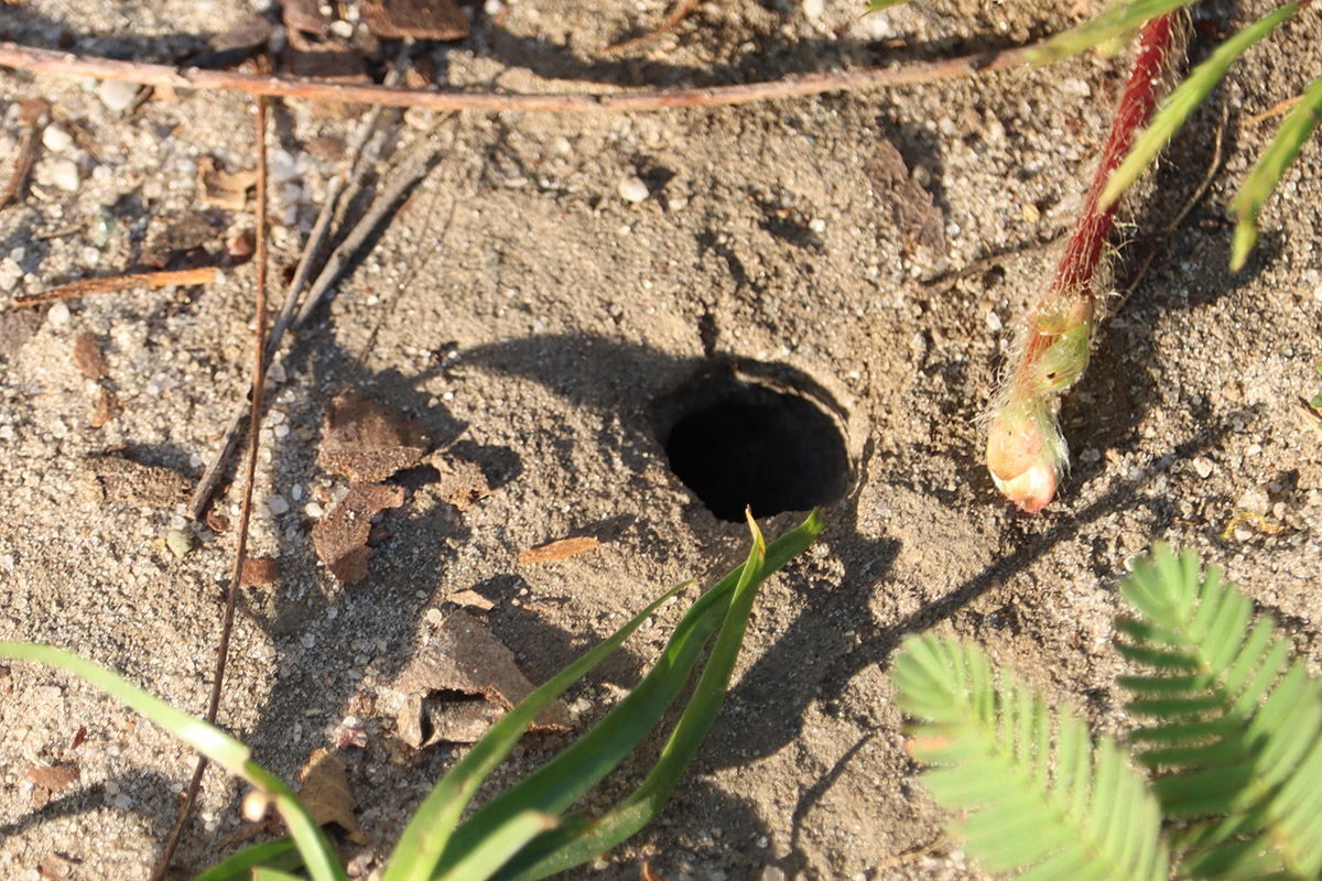 Insect burrow in a patch of earth,