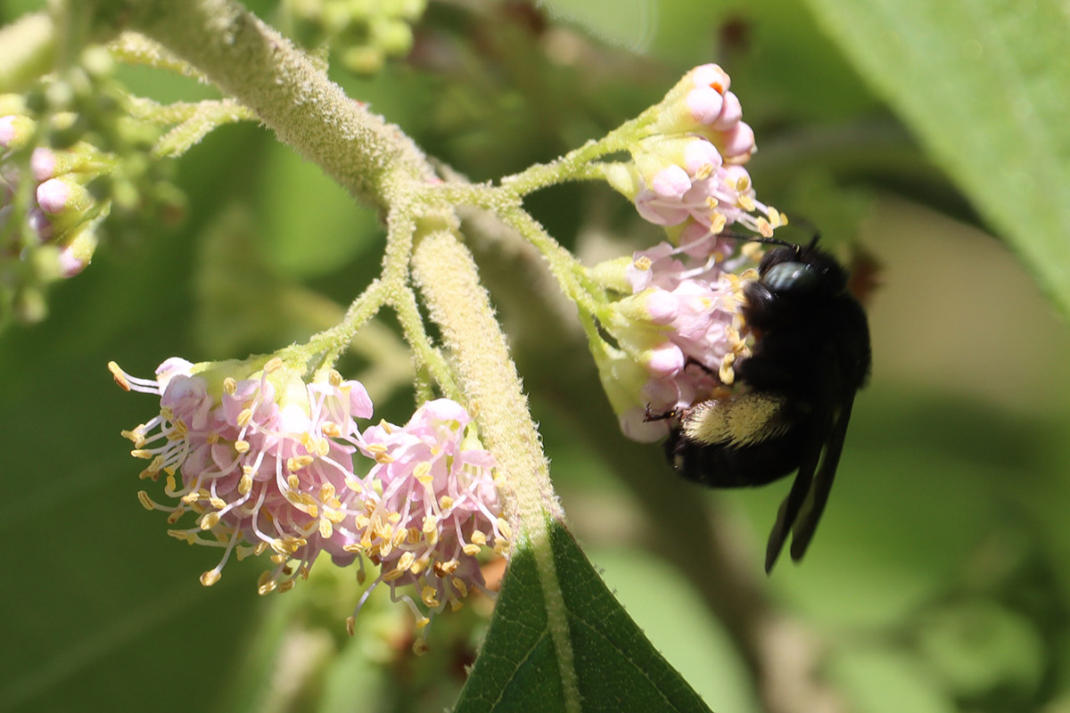Two spotted longhorn bee (Melissodes bimaculatus) on beautyberry flower.
