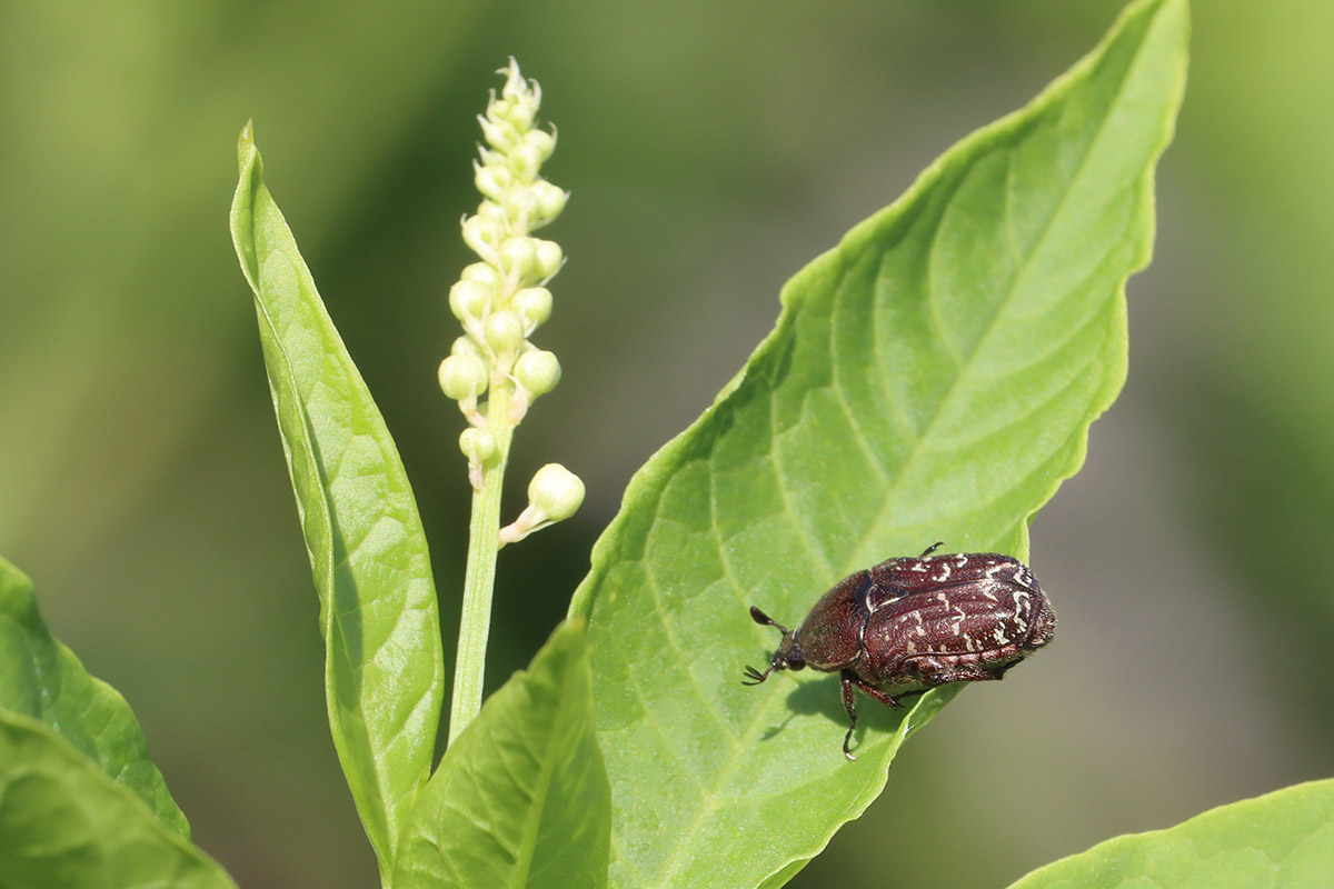 Dark flower scarab (Euphoria sepulcralis) on pokeweed leaf.