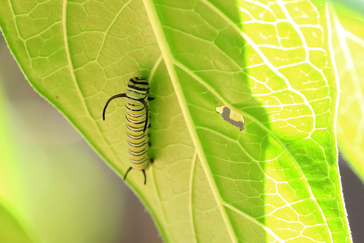 Maybe a fourth instar monarch caterpillar?