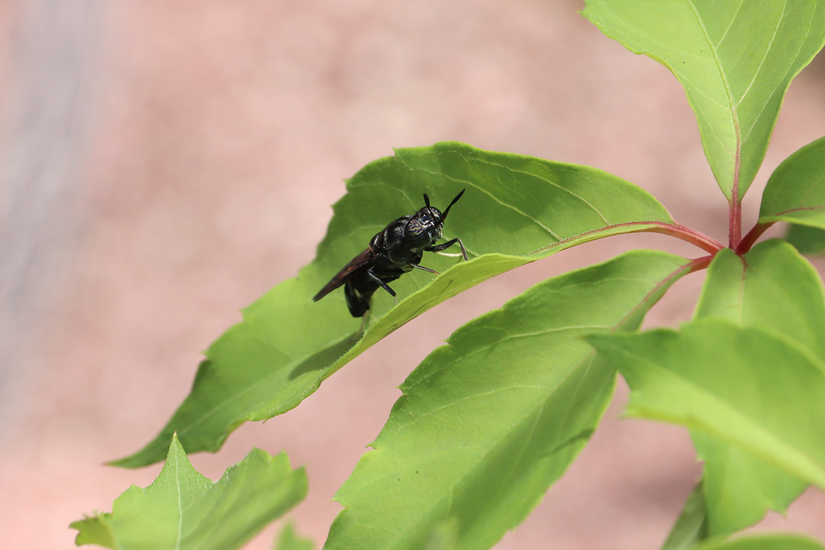 Black soldier fly (Hermetia illucens).