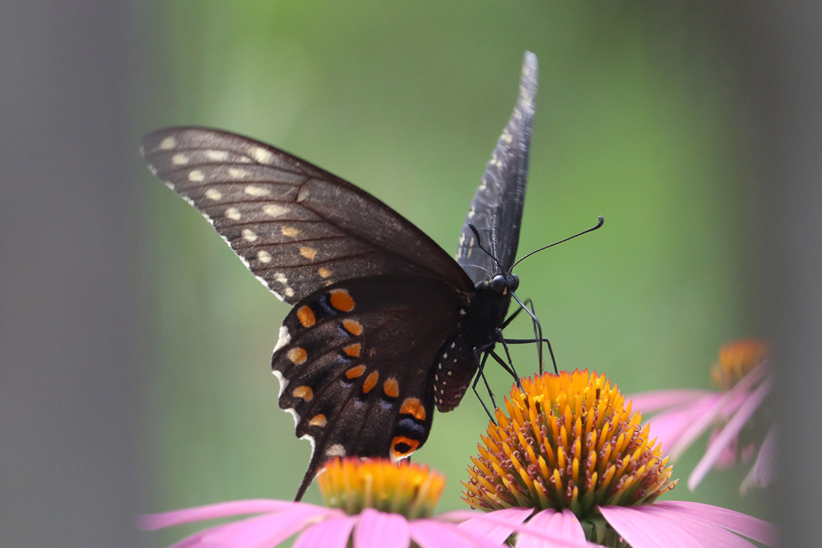 Black swallowtail (Papilio polyxenes) on purple coneflower.
