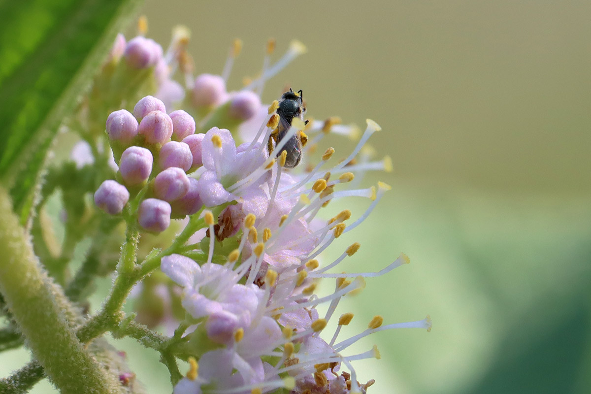 Dialictus sweat bee on beautyberry flower.