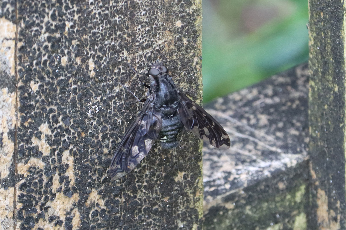 Tiger bee fly on fence post, near a carpenter bee nest.