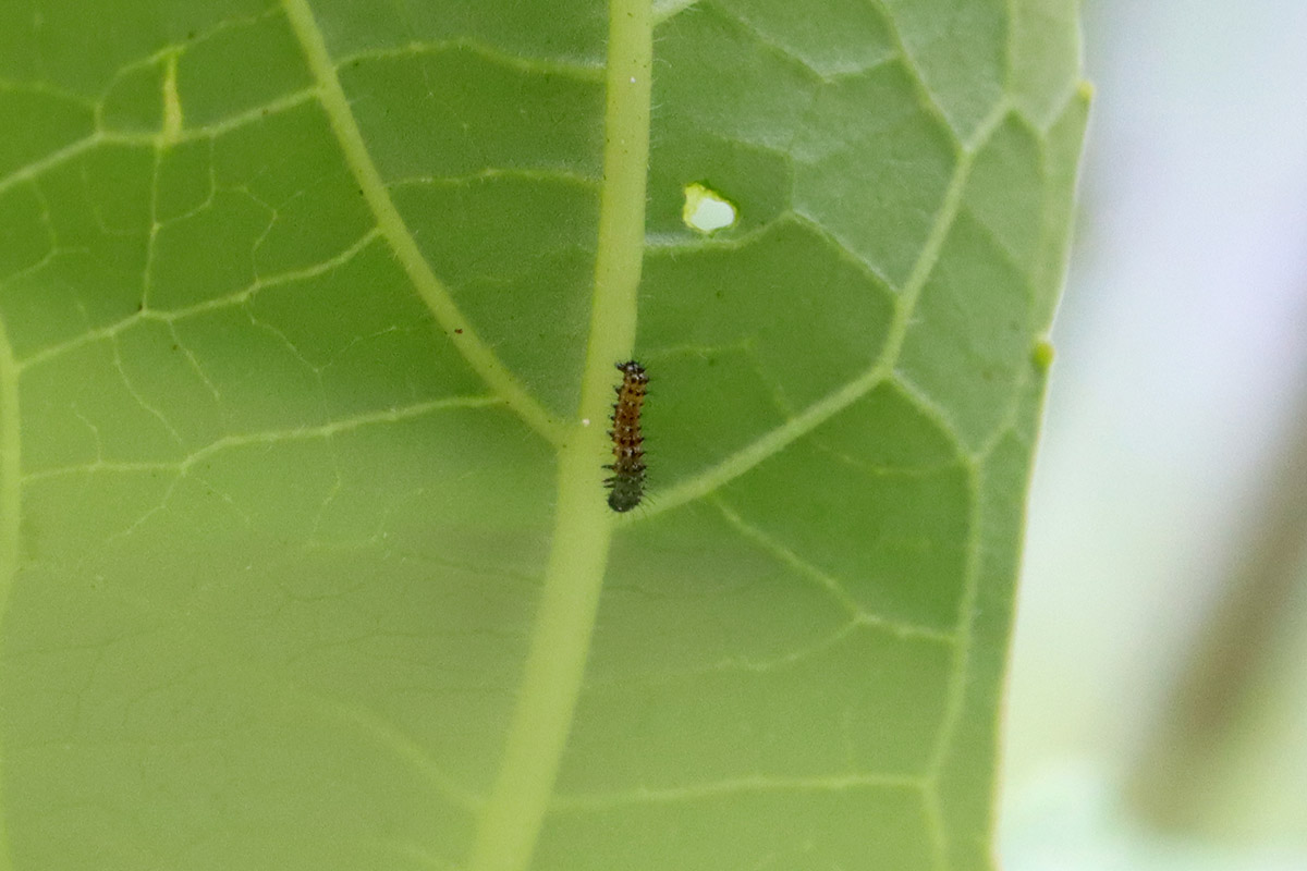 Newly hatched gulf fritillary caterpillar under passionvine leaf.