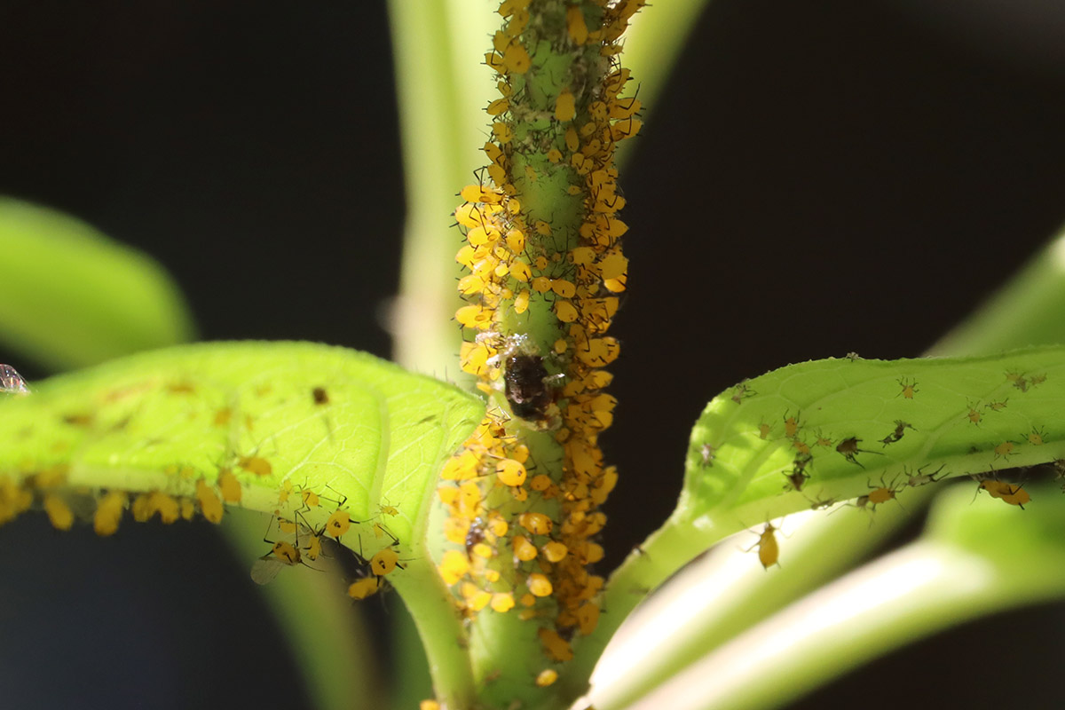 Syrphid larva among milkweed aphids on pink milkweed plant.