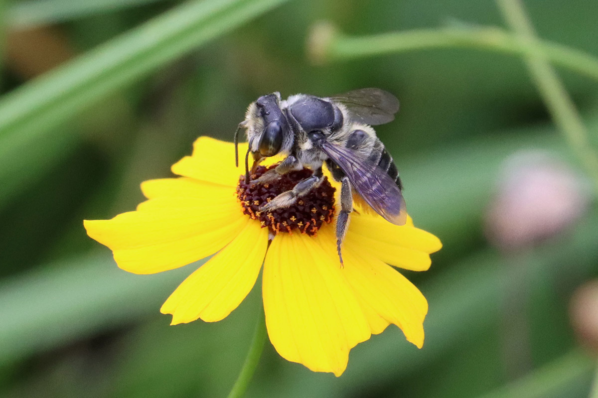 Flat-tailed leafcutter bee (Megachile mendica) on Leavenworth's Coreopsis.