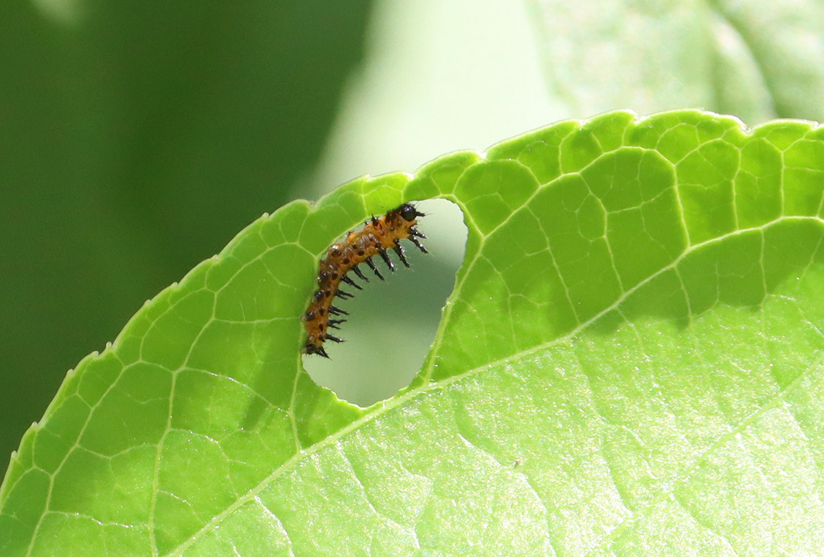 Gulf fritillary caterpillar eats hole in passionvine leaf.