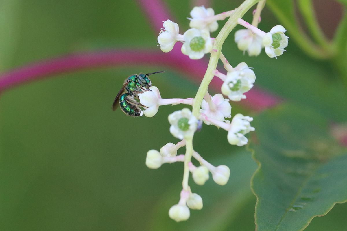 Female brown-winged striped sweat bee on pokeweed.