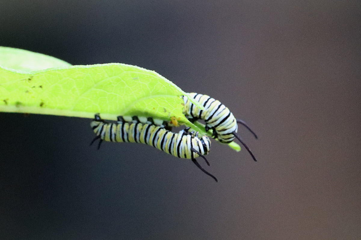 Two monarch caterpillars eat milkweed leaf.