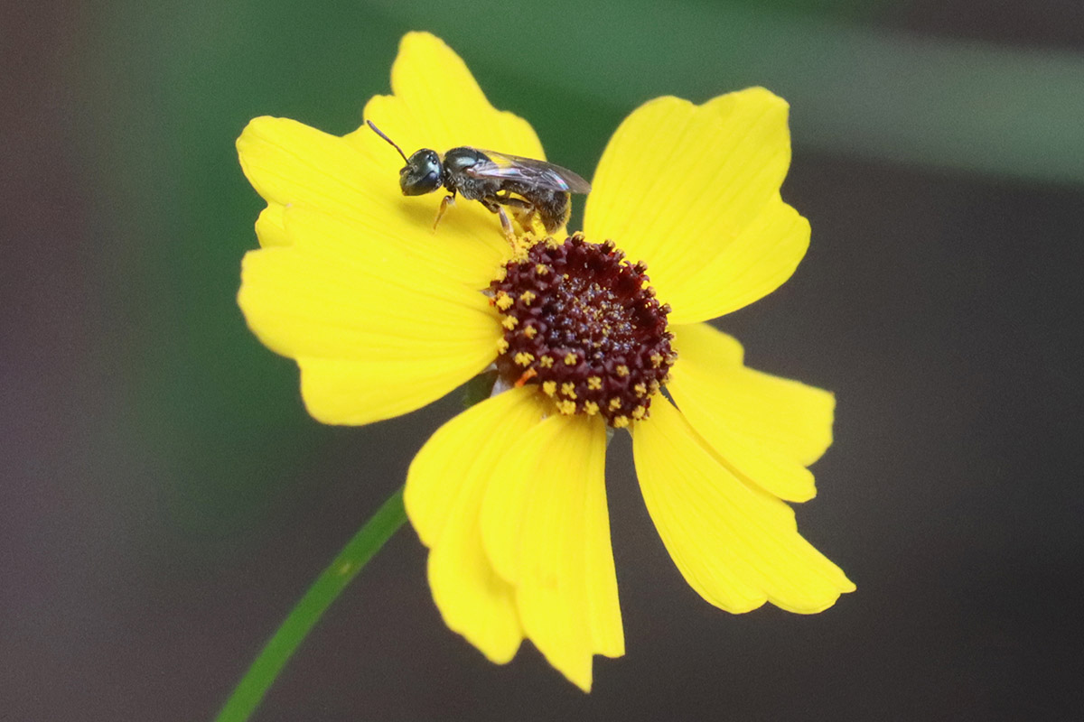 Dialictus sweat bee on Leavenworth's Coreopsis.