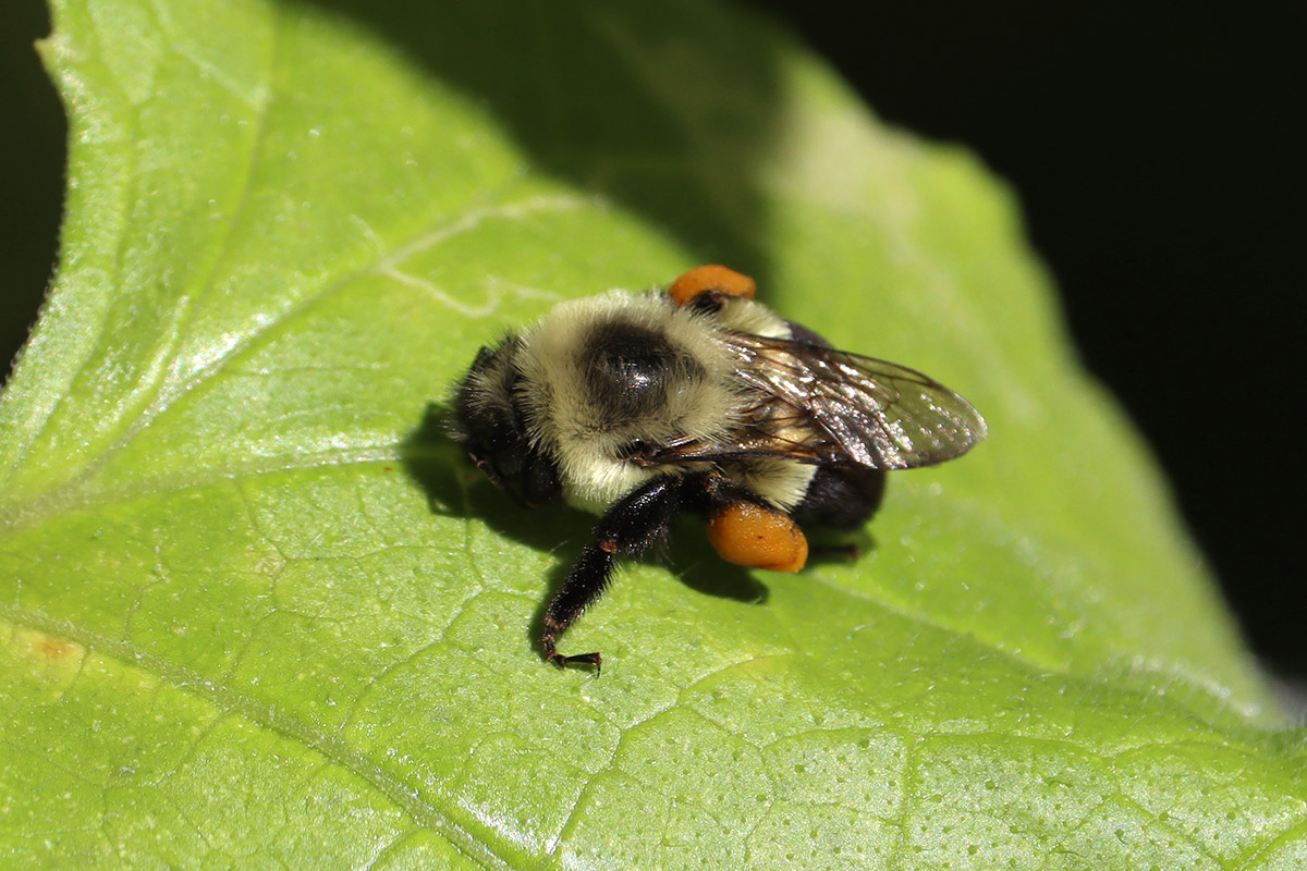 Common eastern bumblebee rests on a leaf.