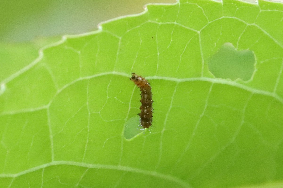 Early instar gulf fritillary caterpillar.